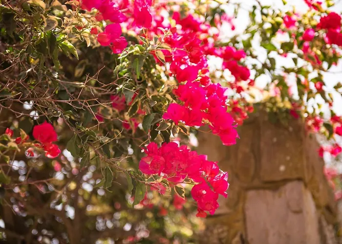 Pescettibobba A كارلوفورتي